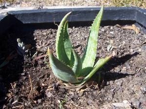 Aloe Vera