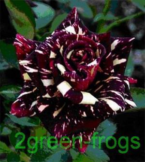 BLACK DRAGON ROSE 10 SEEDS *UNIQUE*EXOTIC*RARE*