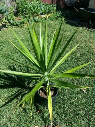 Yucca Plants