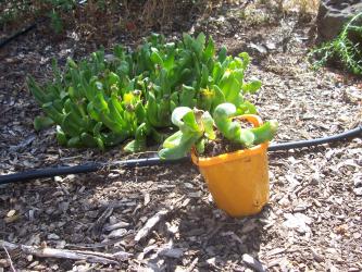 yellow succulent  Potted plant