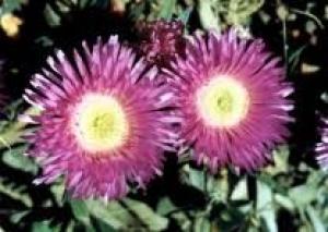 Native Pigface - Carpobrotus rossii plant