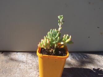 Sedum pachyphyllum/Jellybean plant