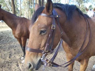 lighthorse WWI Bridle reproduction