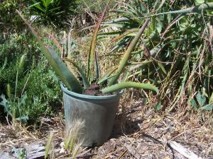 Aloe arborescens/ Succulent/cacti  Potted plant