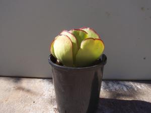 Cotyledon orbicular / Pigs ear plant