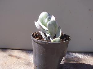 Cotyledon orbicular plant  Pigs ear in white