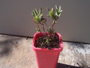 Mesembryanthemum / Pigface plant