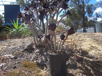Succulent plant Aeonium arboreum;Schwarzkopf